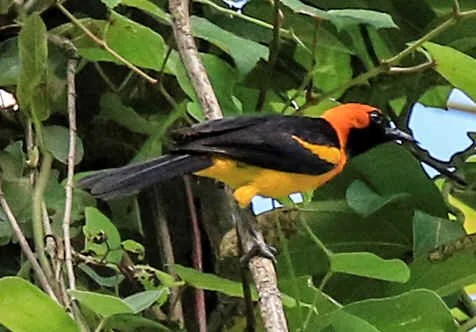 Orange- crowned Oriole (WN)