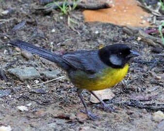 Santa Marta Brush-Finch (JJ)  