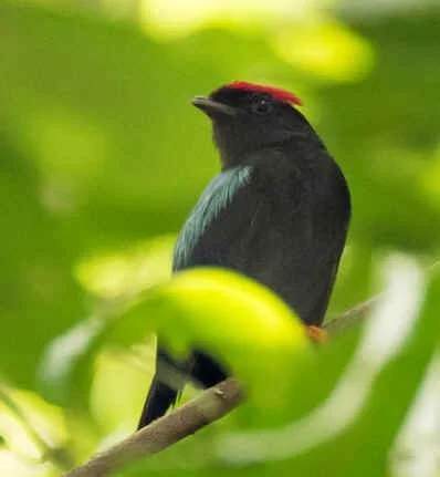Lance-tailed Manakin (WN)