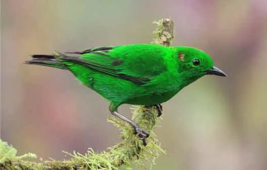 Glistening-green Tanager by Joan Kent