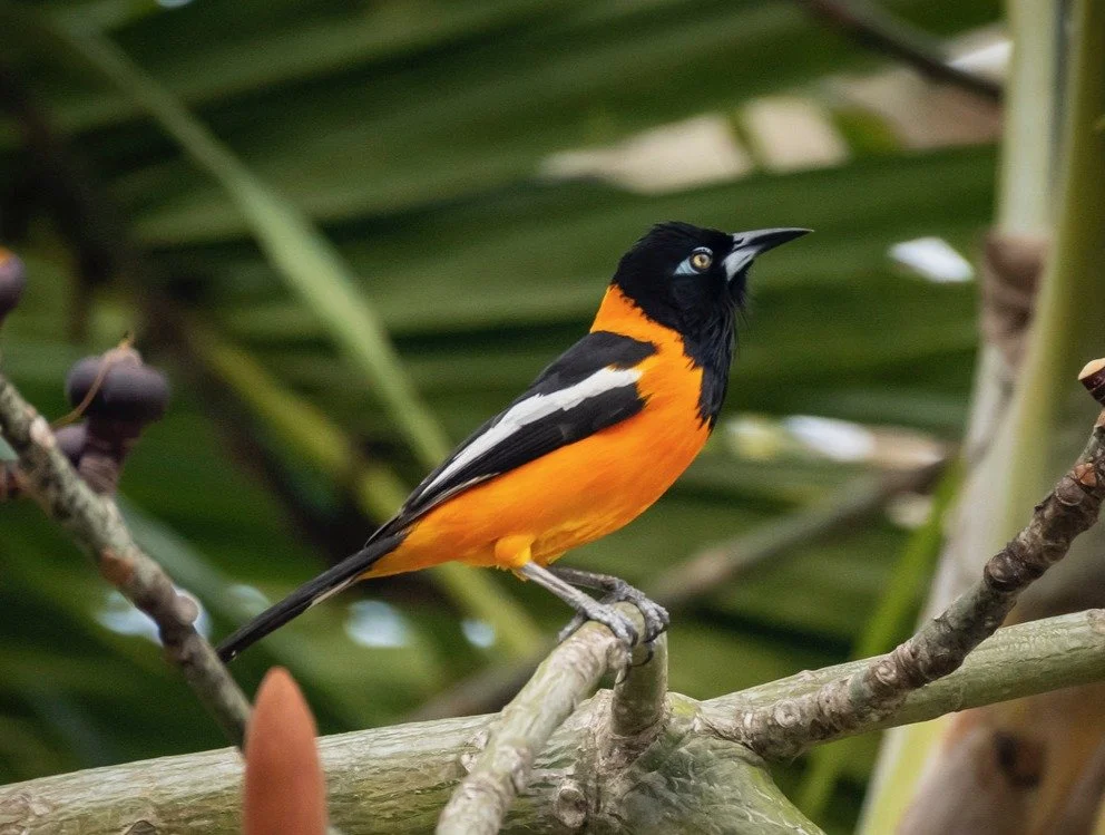 Venezuelan Troupial (DD)