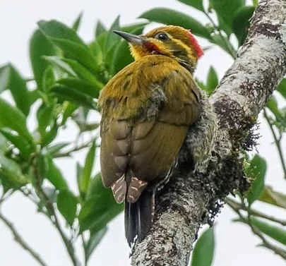 White-browed Woodpecker (MW)  