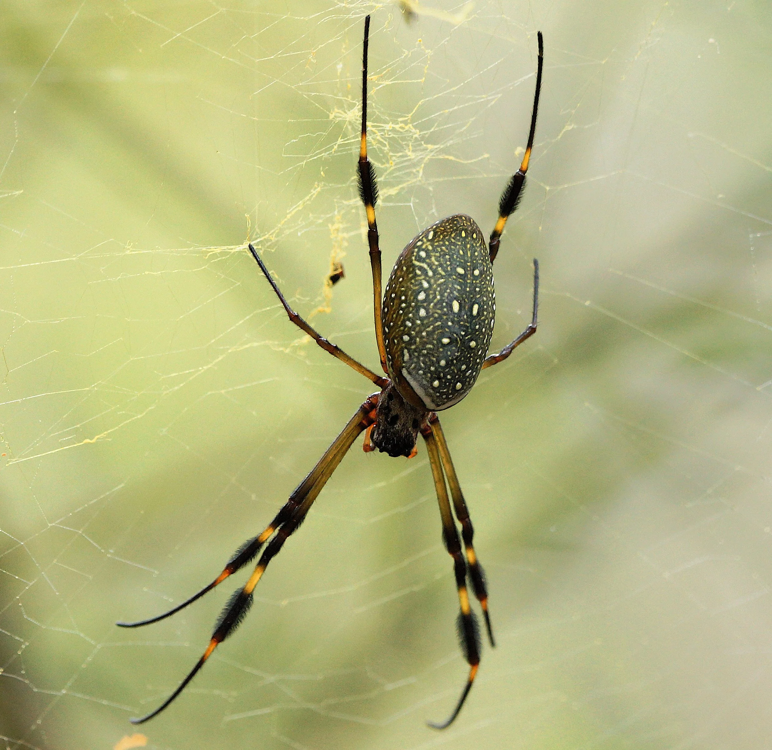 Golden Orb Weaver (JJ)