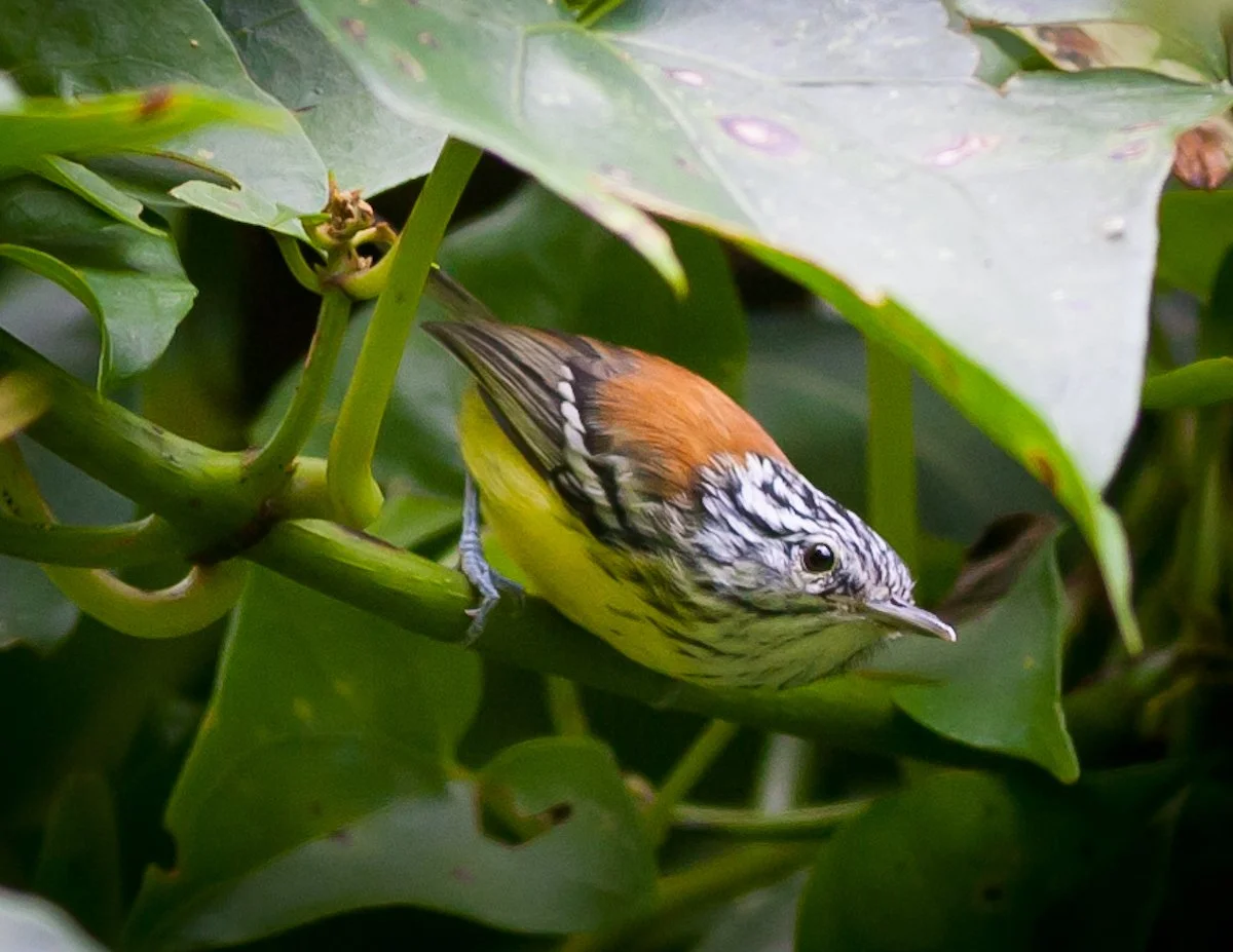 Streak-capped Antwren