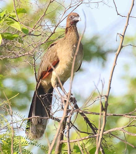 Chestnut-winged Chachalaca (CA)