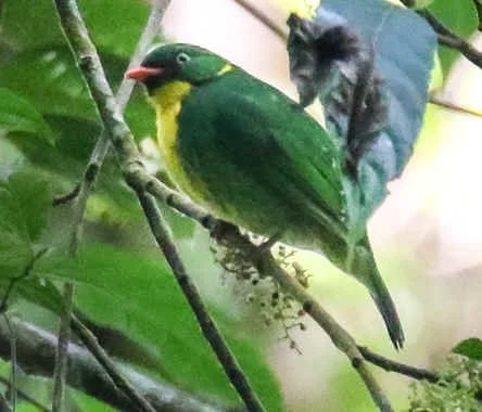 Golden-breasted Fruiteater (CA)