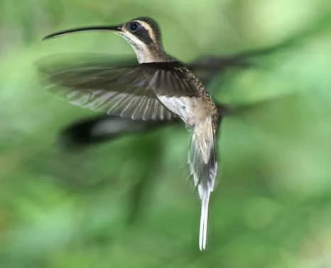 Pale-bellied Hermit (BU)