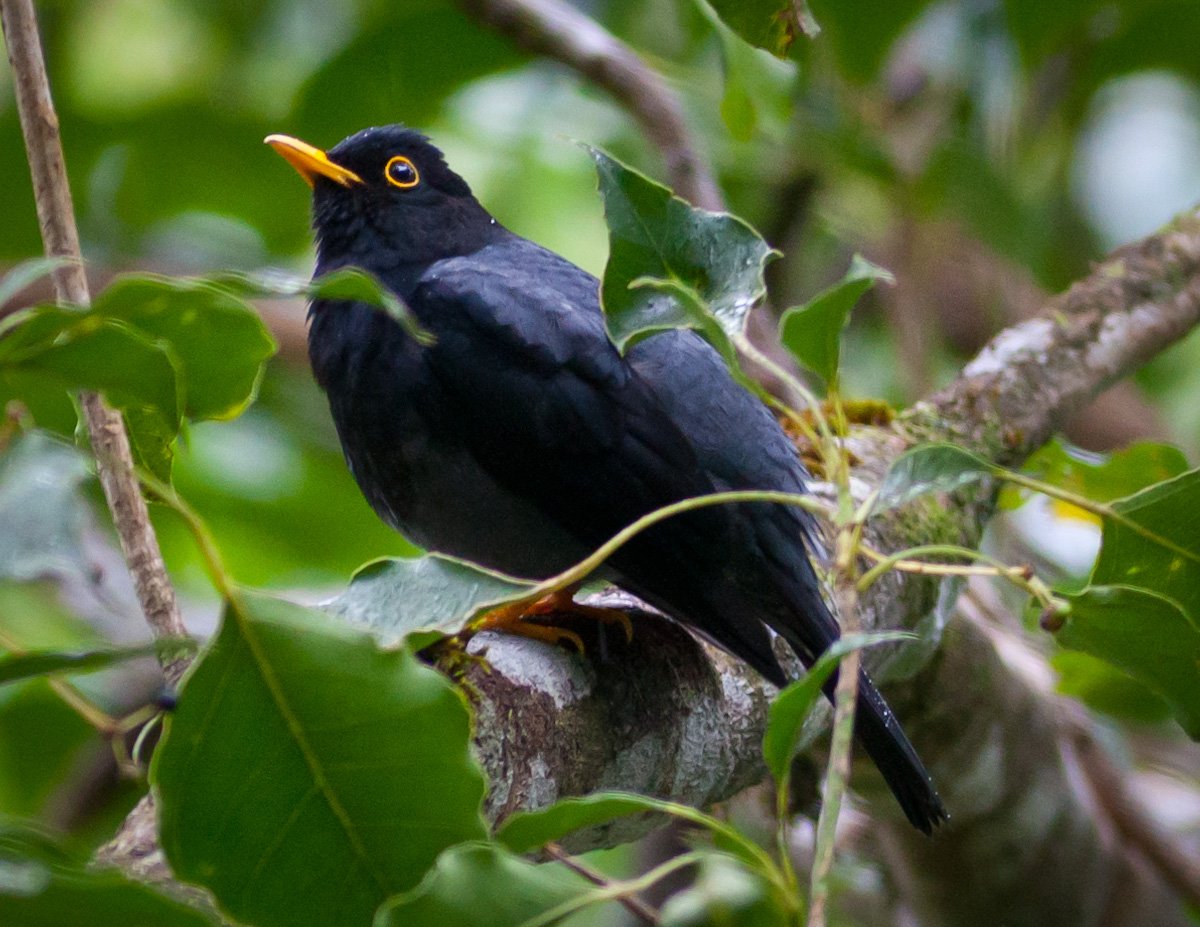 Yellow-legged Thrush