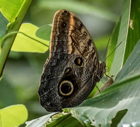 Owl Butterfly (WN)