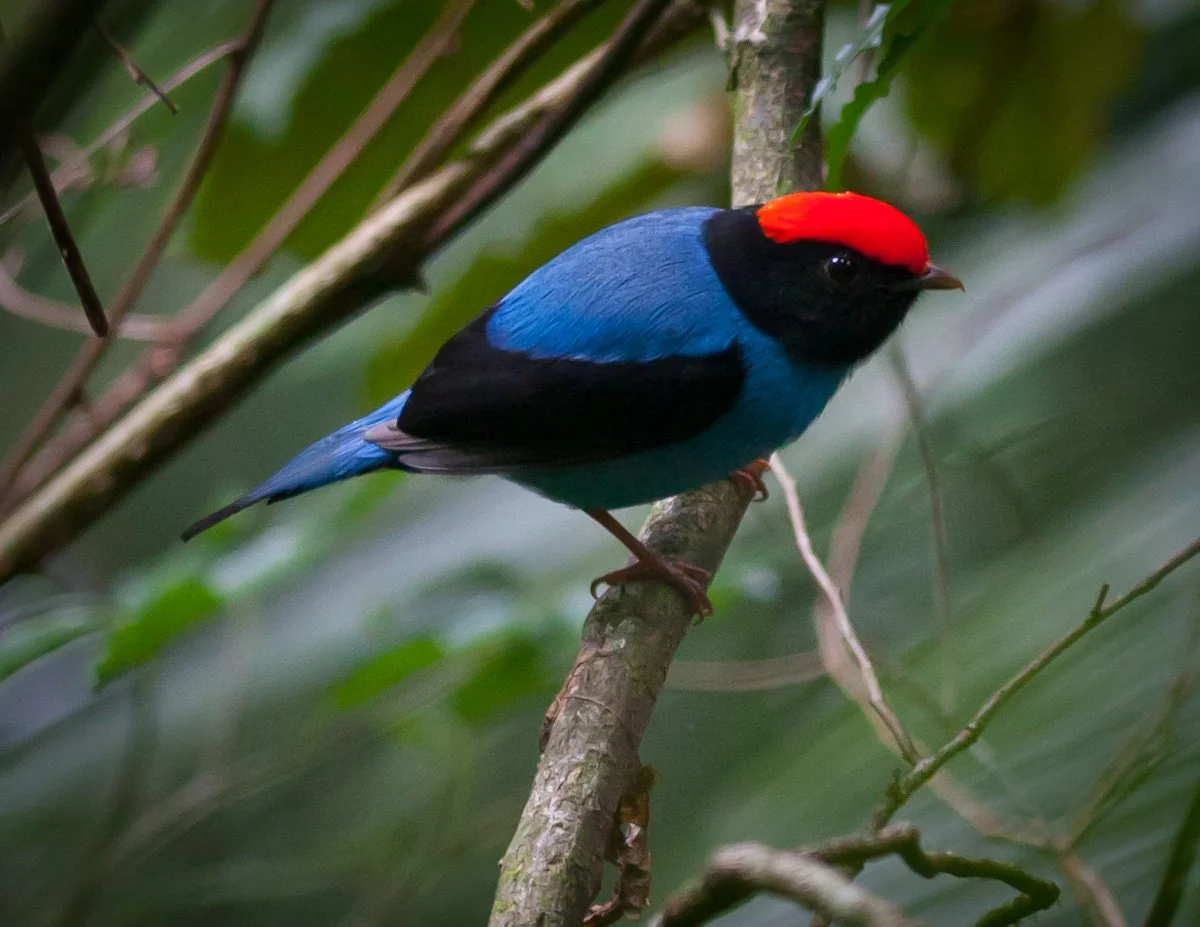 Swallow-tailed (Blue) Manakin  