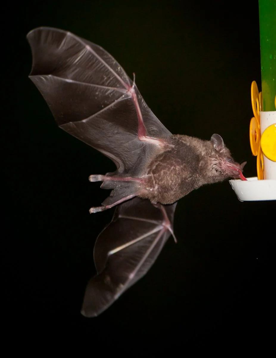 Common Long-tongued Bat