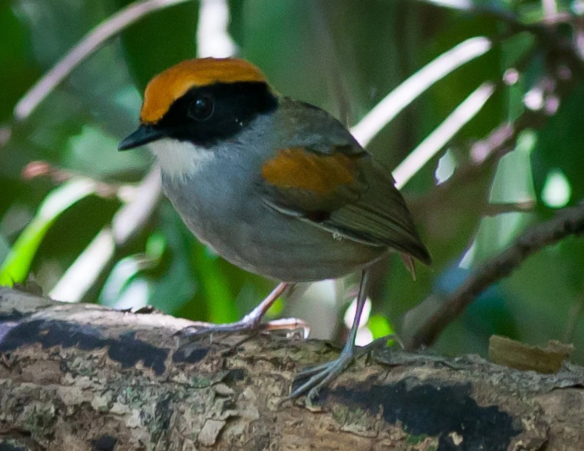 Black-throated Trogon