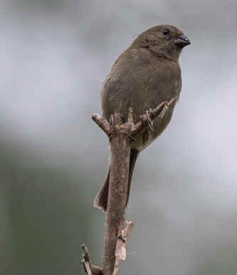 Dull-colored Grassquit (WN)