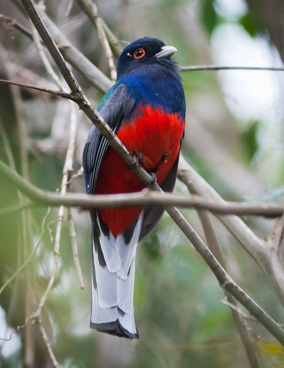 Surucua Trogon