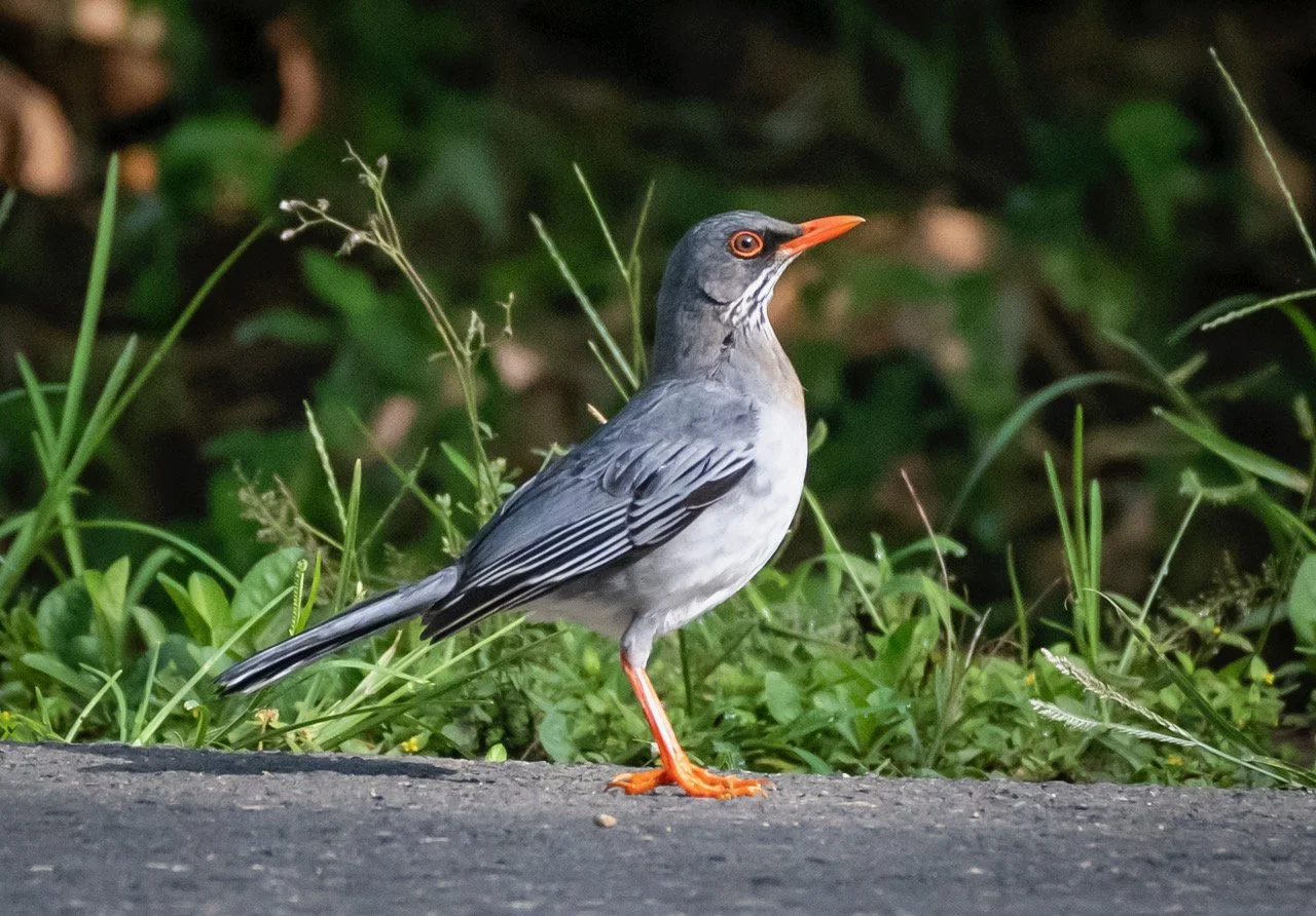 Eastern Red-;egged Thrush (DD)