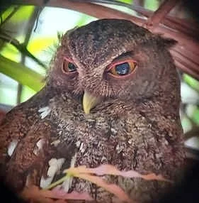 Choco Screech-owl