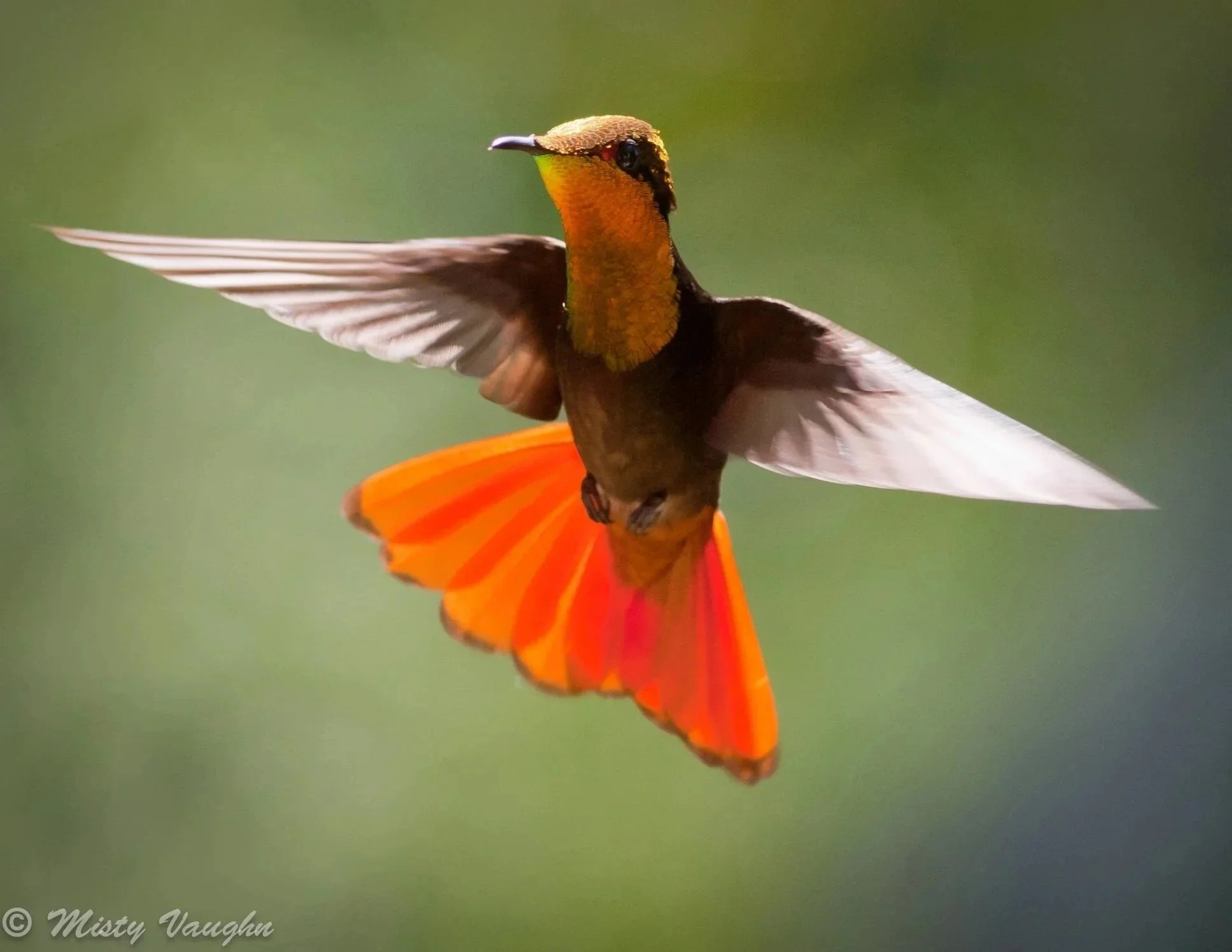 Ruby Topaz Hummingbird by Misty Vaughn