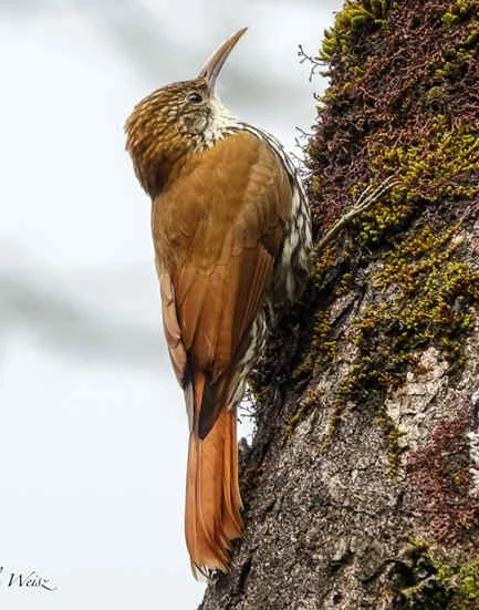 Scaled Woodcreeper (MW) 