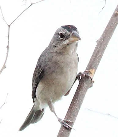 Pileated Finch (JJ) 
