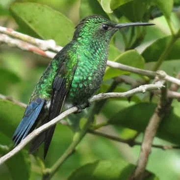 Steely-vented Hummingbird (LRW)  