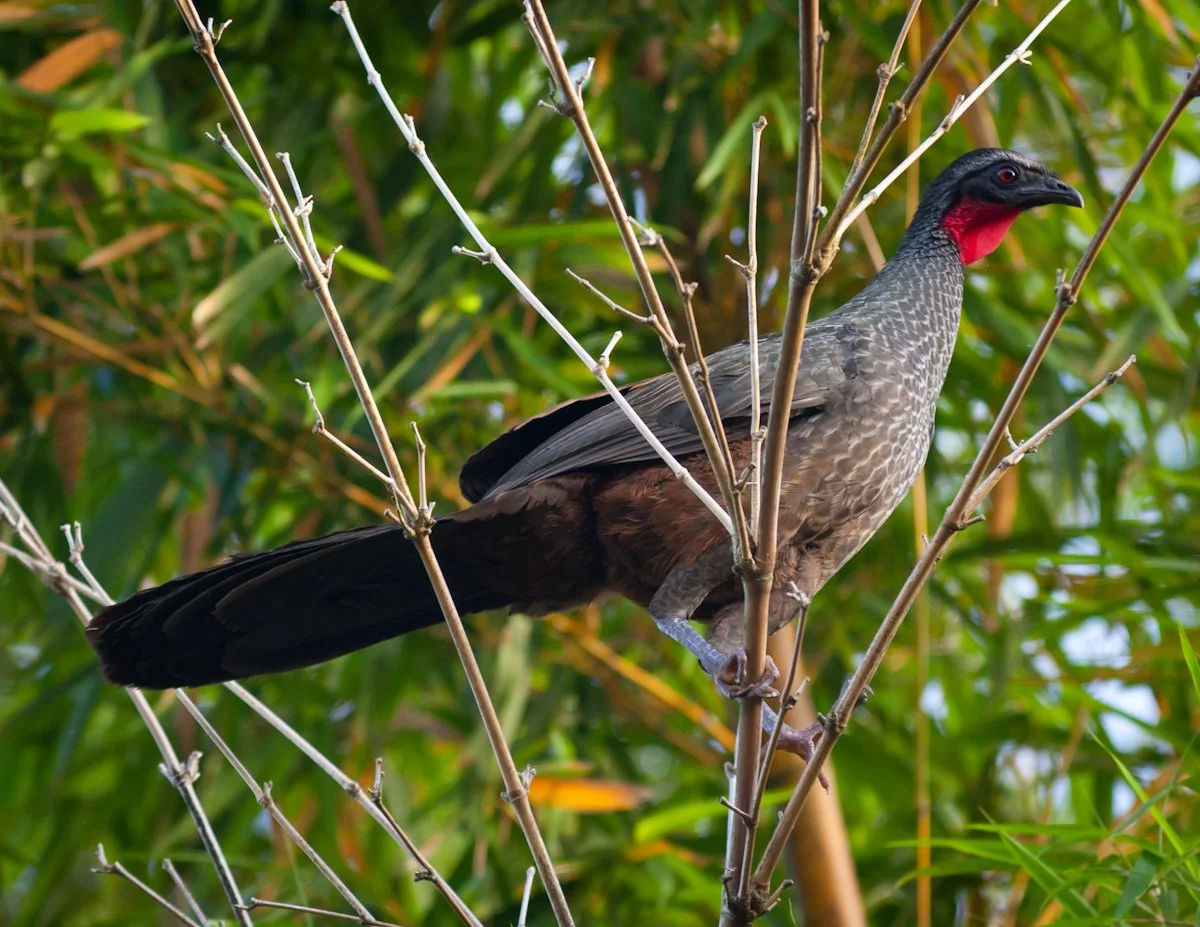 Rusty-margined Guan