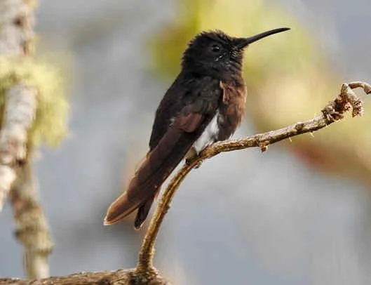 Black Jacobin (TS)