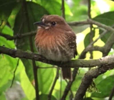 Moustached Puffbird (BH) 