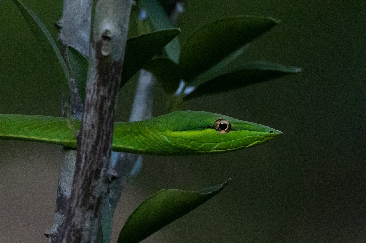 Green Vine Snake (Oxybelis fulgidus) (KW)