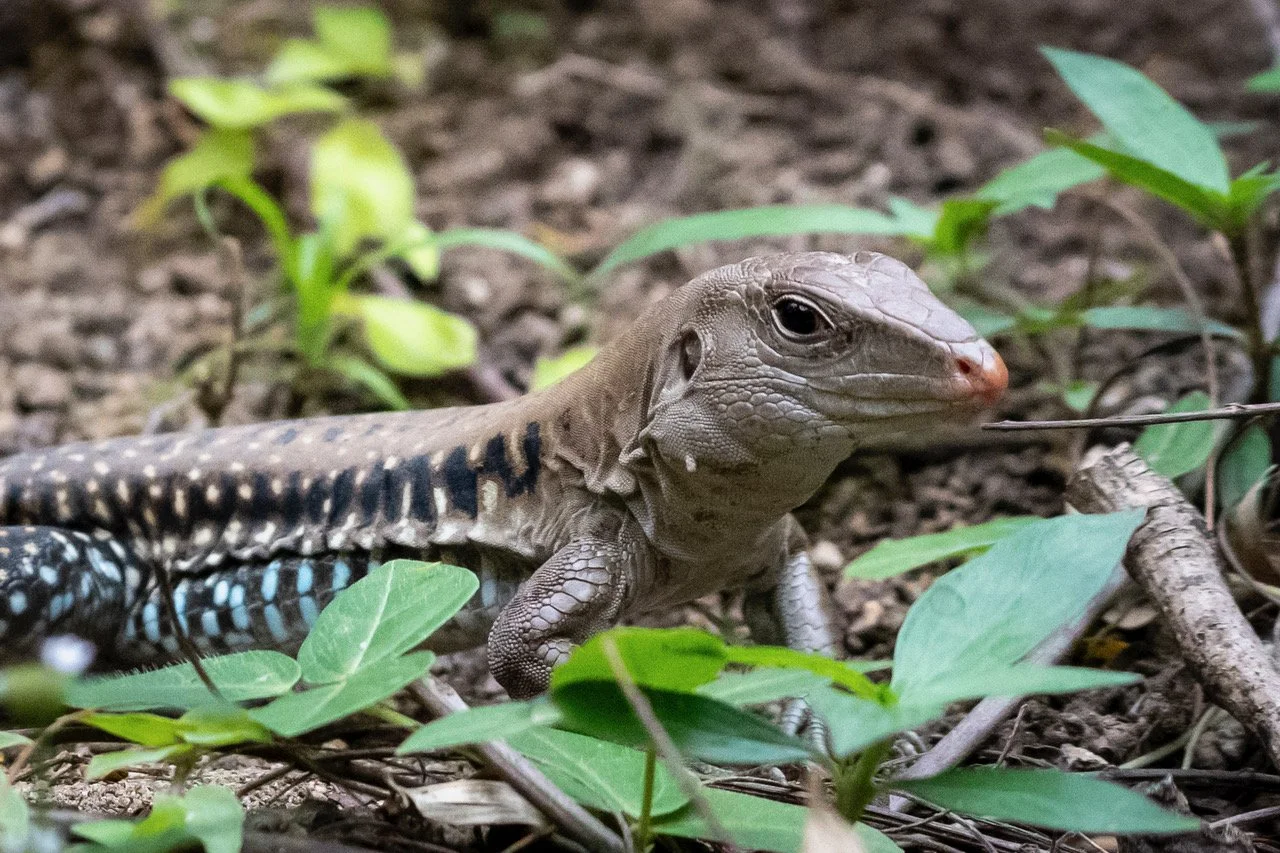 Common Puerto Rican Ameiva (DD)