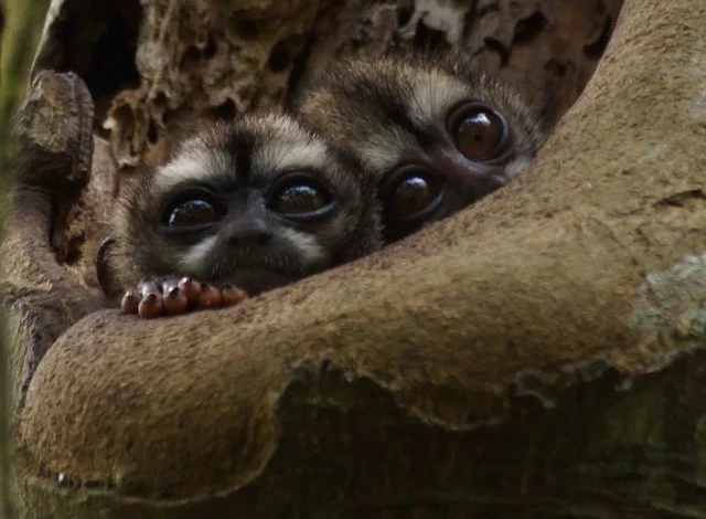 Gray-bellied Night Monkey (JJ)