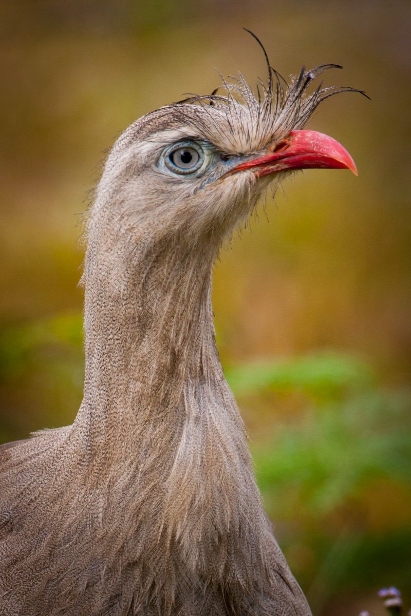 Red-legged Seriema