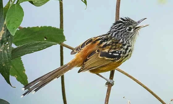 Santa Marta Antbird (CA)