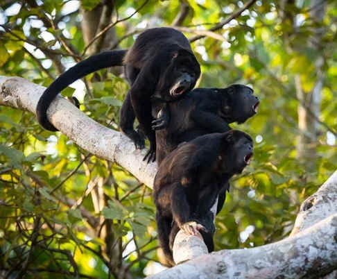 Mantled Howler Monkey (MV)