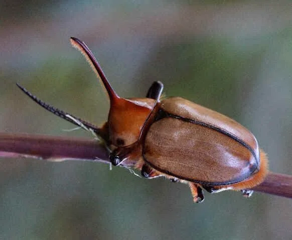 Rhinoceros Beetle (JJ)  