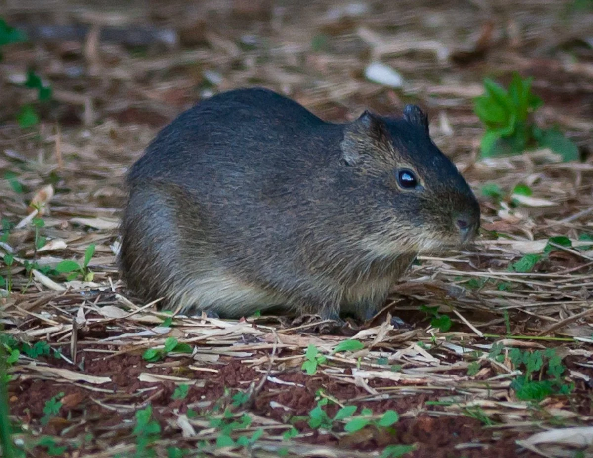 Brazilian Guinea Pig