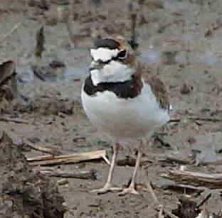 Collared Plover (JJ)