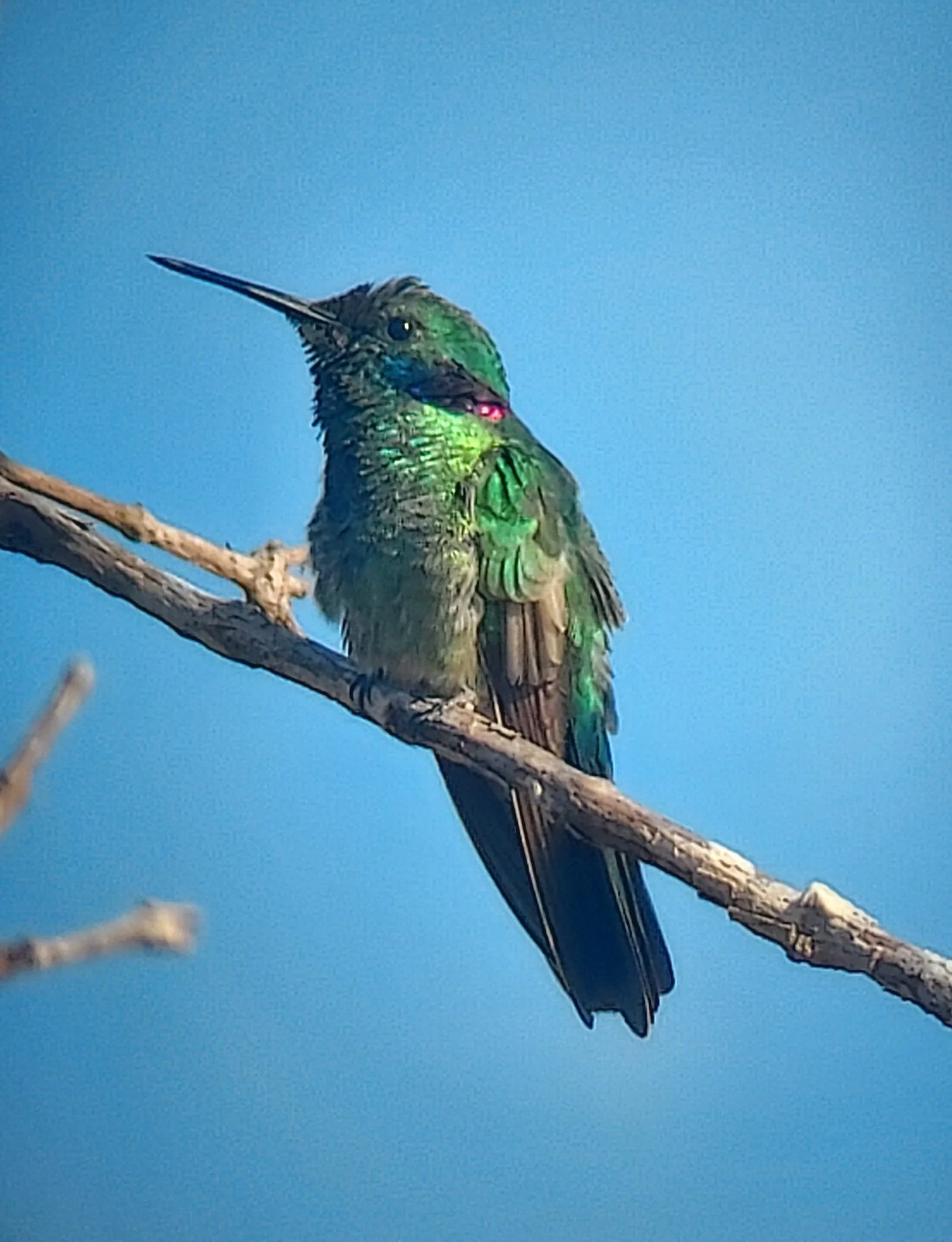 White-vented Violetear