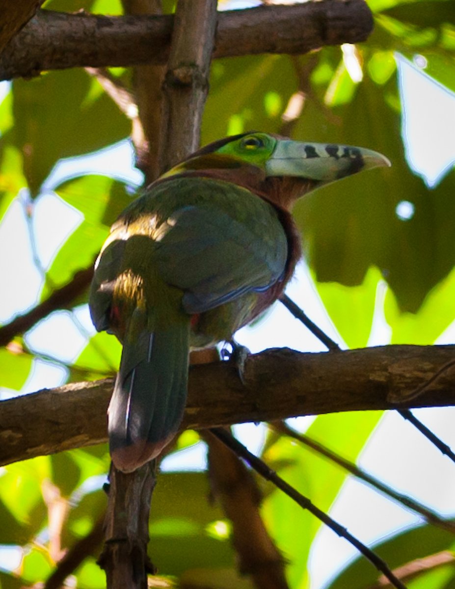 Spot-billed Toucanet  