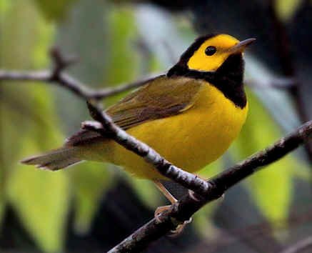 Hooded Warbler (JJ)