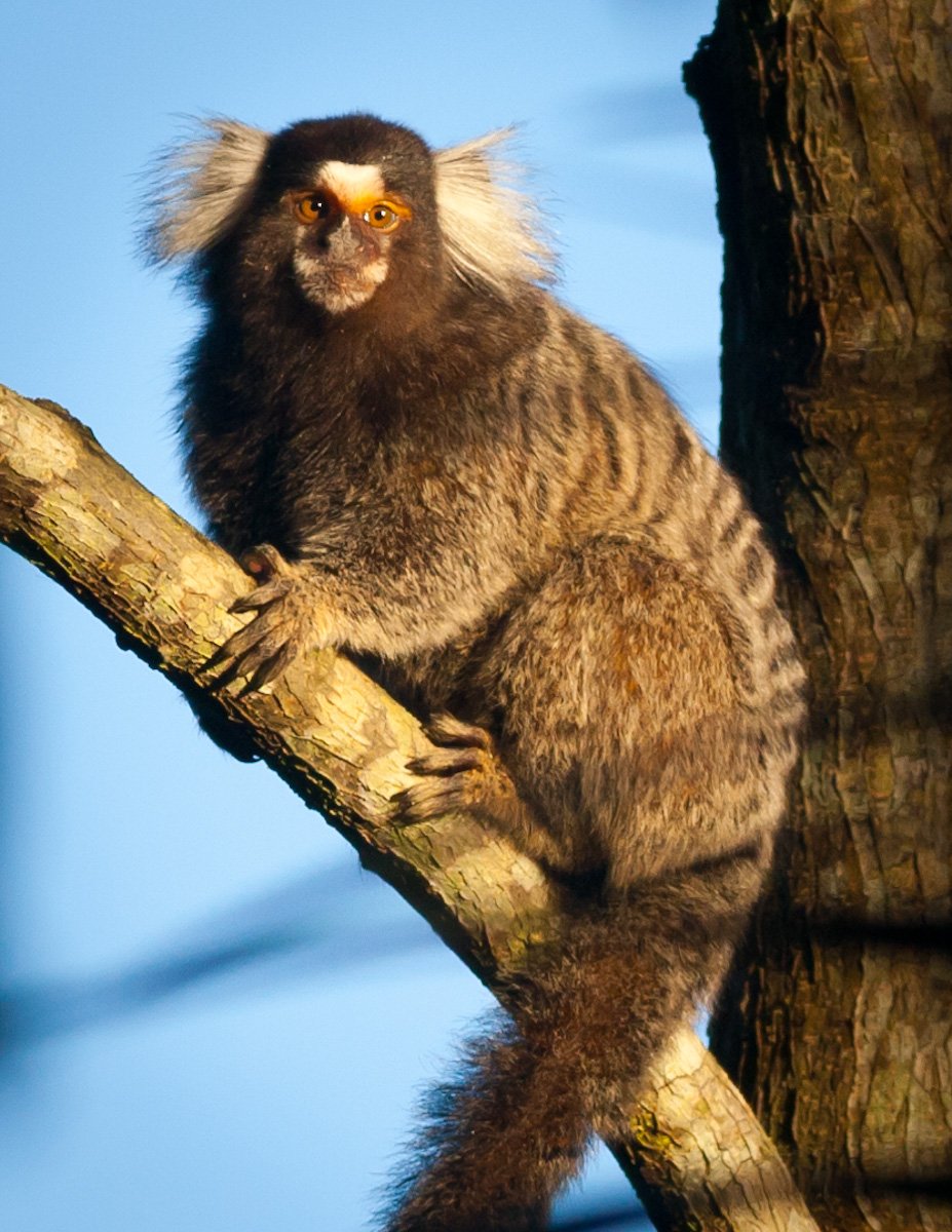 White-tufted-ear Marmoset