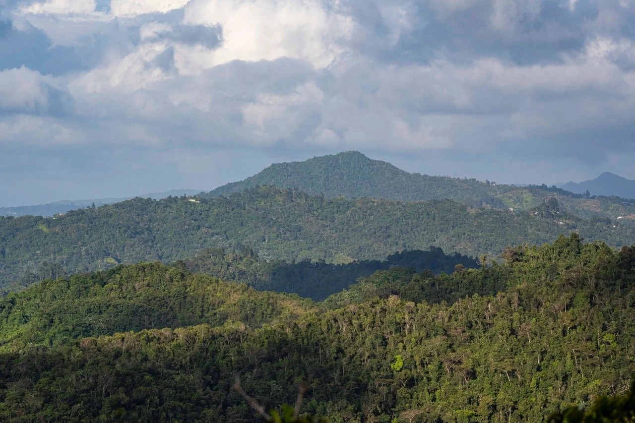 Most of Puerto Rico remains well forested (DD)