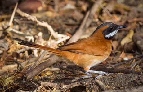 White-whiskered Spinetail (MV)  