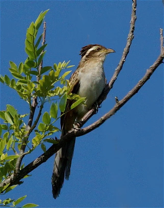 Striped Cuckoo (JJ)
