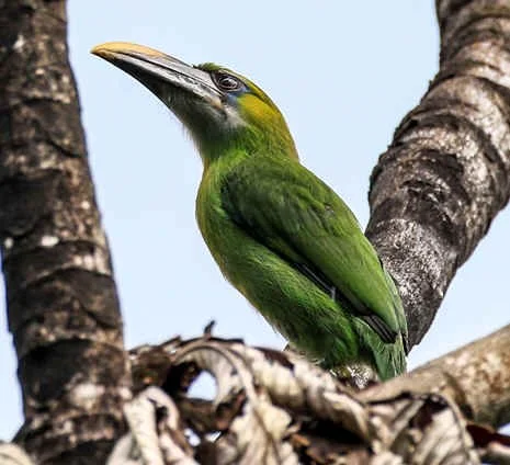 Groove-billed Toucanet (WN)