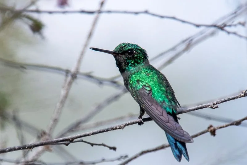 Puerto Rican Emerald (RC)