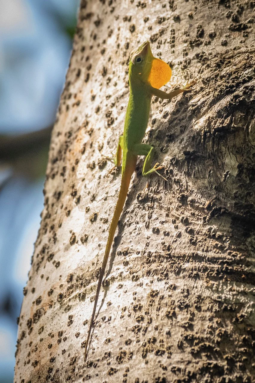Emerald Anole (DD)