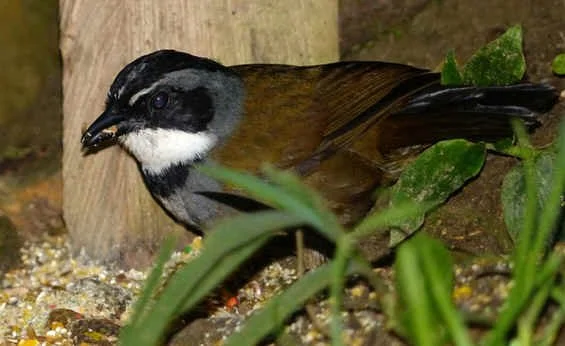 Sierra Nevada Brush-Finch (VG) 