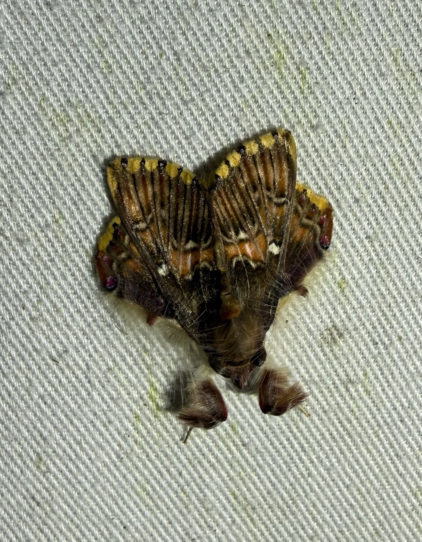 Sosxetra grata at the Canopy Lodge buglight