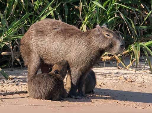 Capybara (RS)