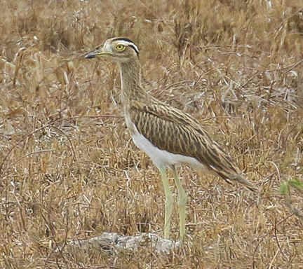 Double-striped Thick-knee (CA)